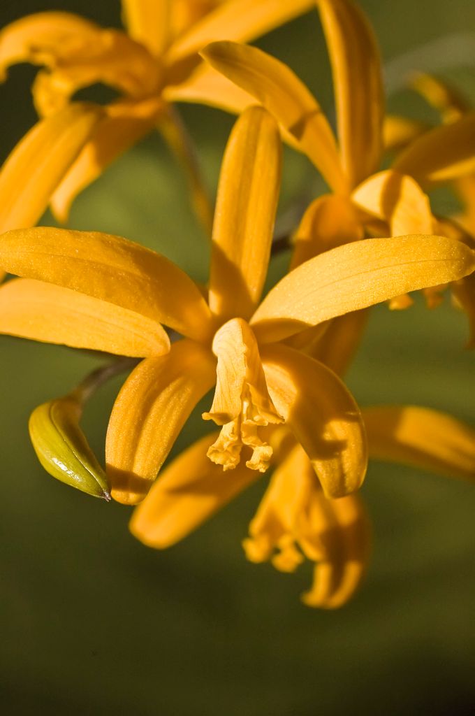 Laelia Icarus