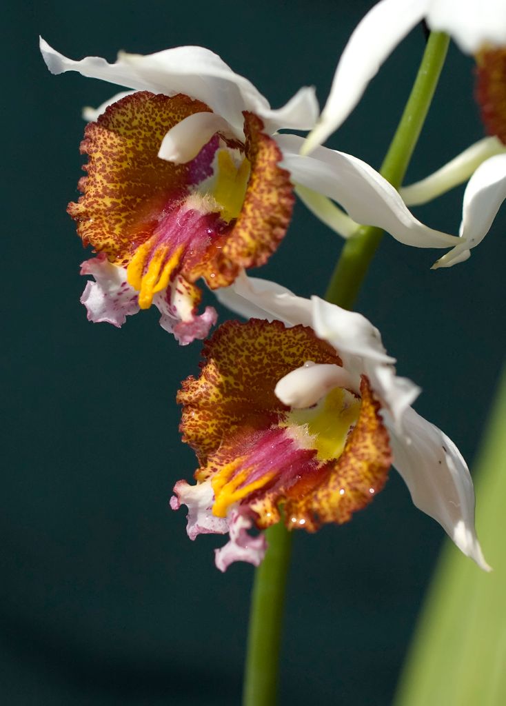 Gastrorchis tuberculosa