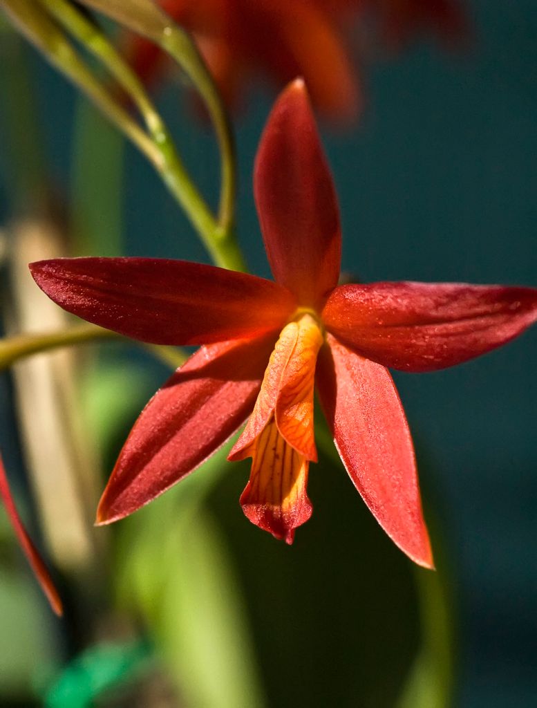 Lc. Alachua 'Hilary'