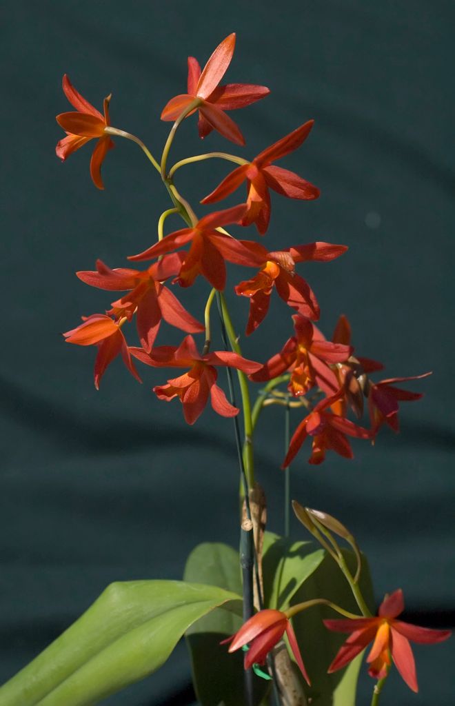 Lc. Alachua 'Hilry'