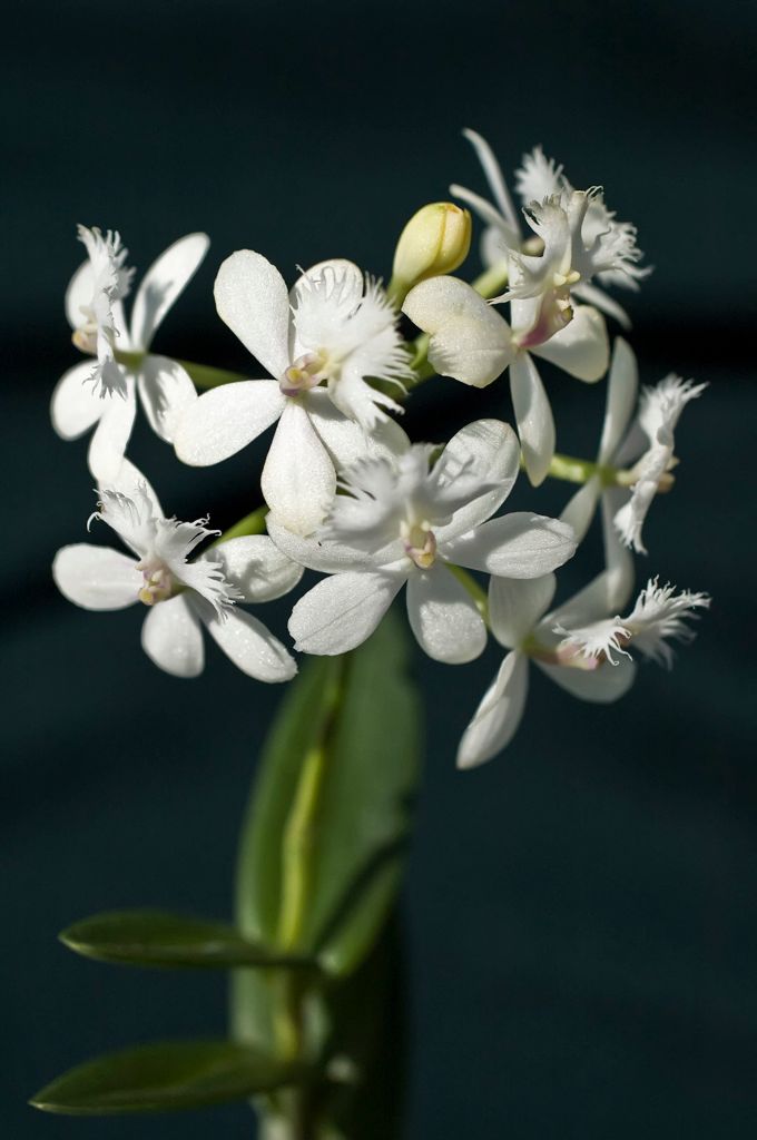 Epidendrum 'Snowblind' x 'Snow Cocktail 'El Supremo'