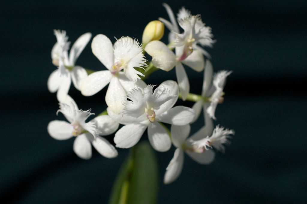 Epidendrum 'Snowblind' x 'Snow Cocktail 'El Supremo'