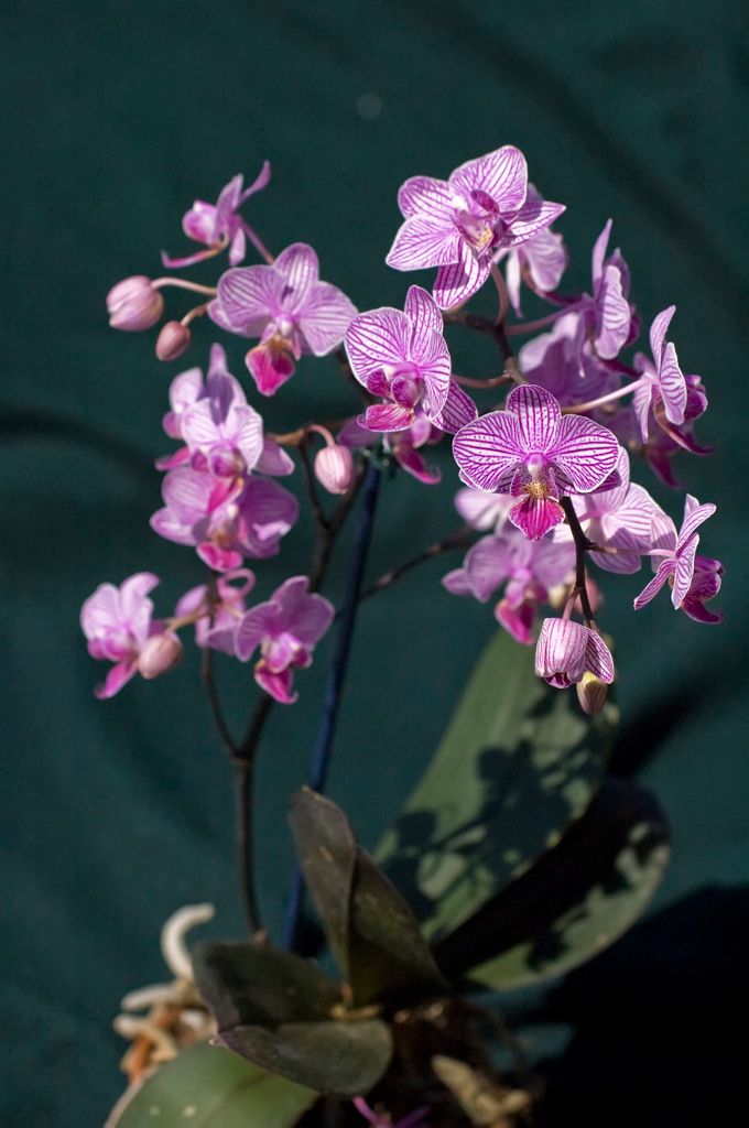 Phalaenopsis Sogo Fairyland