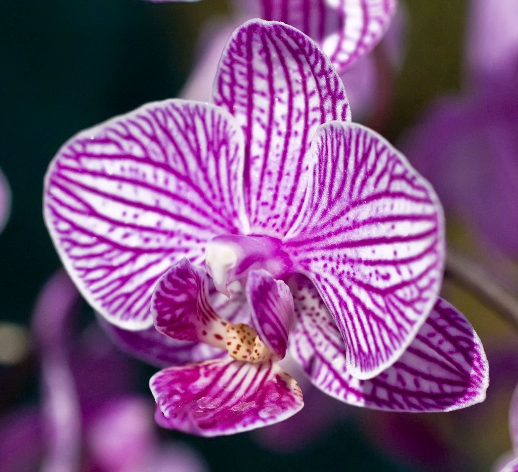 Phalaenopsis Sogo Fairyland