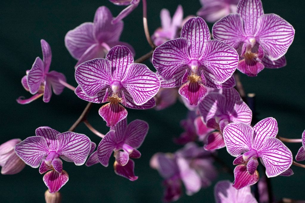 Phalaenopsis Sogo Fairyland