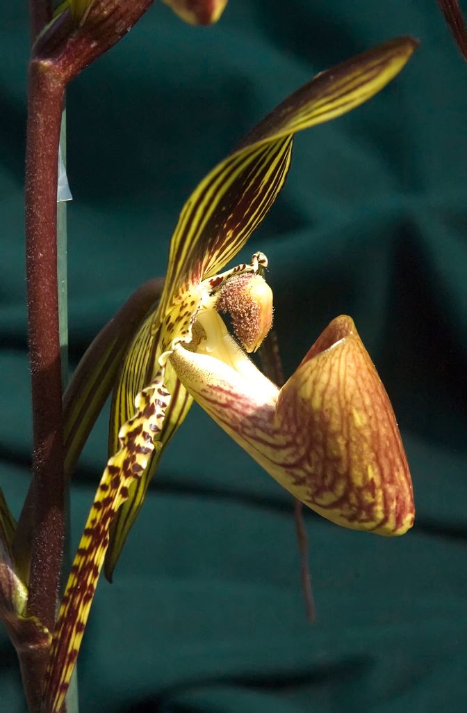 Paph Johanna Burkhardt