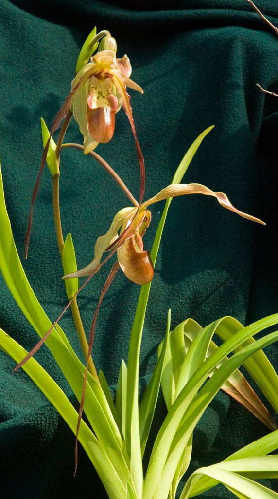 Phrag Wössner's Supergrande
My first bloom of this primary hybrid between Phrag longifolium (imparts vigor and easy culture) and the dark Phrag warscewiczii which give the tails, size, and multi-flowering. From Windy Hill Orchids, Marilyn LeDoux.