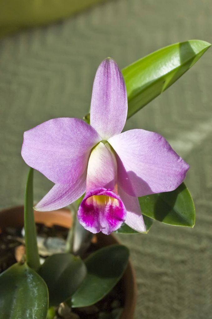 Laelia praestans 'SBOE'