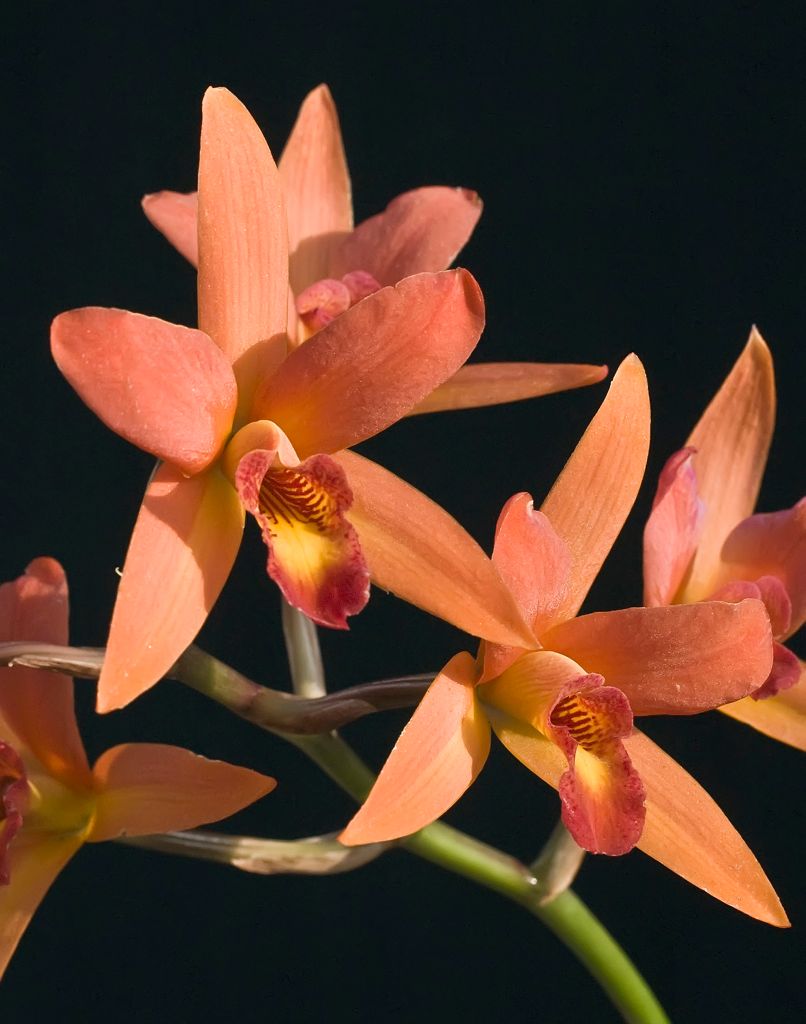 Lc Orange Embers 'Santa Barbara'
Santa Barbara Orchid Estate is owned by Paul Gripp, one of the nicest and most talented orchid people I have ever known. This hybrid includes the Mexican Laelia anceps for vigor, size, and temperature tolerance (high AND low), and Central American Cattleya aurantiaca for rich warm colors. Purchased from Steve and Rachael Adams at the Maryland Orchid Society Show and Sale.