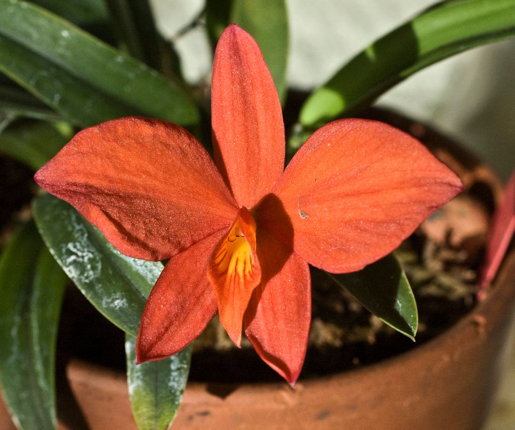 Sophronitis coccinea 'Easton Christmas'