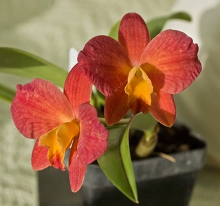 Slc Trudi Marsh 'Cosmic Tangerine'