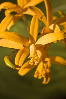 Laelia Icarus