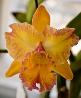 Blc. Owen Holmes 'Encore'