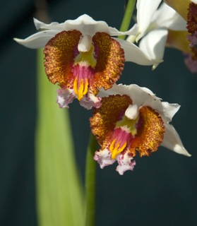 Gastrorchis tuberculosa