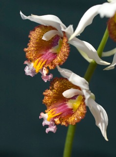 Gastrorchis tuberculosa