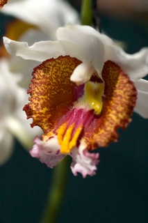 Gastrorchis tuberculosa