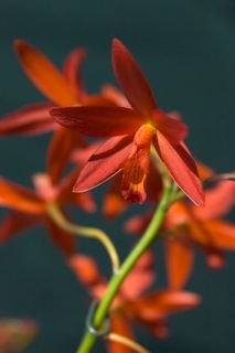 Lc. Alachua 'Hilary'