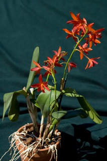 Lc. Alachua 'Hilary'