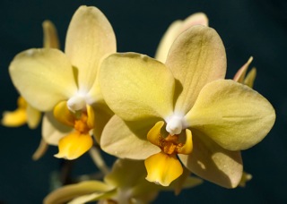 Phalaenopsis Little Emperor 'M'