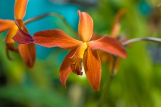 Sl Jinn 'Don Richardson'
This plant belongs to J & L Orchids in Easton, Connecticut on display at the Maryland Orchid Society Show and Sale. I want it for my breeding program. Anyone know where I can get one? It is a primary hybrid between Laelia milleri (deep red and strong stem) and Sophronitis coccinea (red and wider sepals and petals). It is very scarce in cultivation.