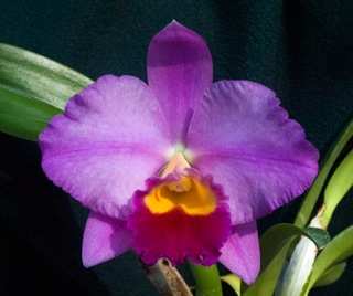 C Horace x Sl Orpetii
Advanced mini-catt breeding from Alan Koch at www.goldcountryorchids.com. Purchased at the Merritt Huntington Memorial Symposium. This is its first bloom. Sl. Orpetii (L. pumila x S. coccinea) is one of my favorite orchid parents, imparting small size, bright colors and good shape.