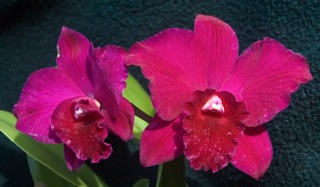 Pot Rubescence x Sl Orpetii
Another Sl. Orpetii hybrid paired with the luscious red Pot. Rubescens. From the Sunset Valley Orchids breeding of Fred Clarke in California.