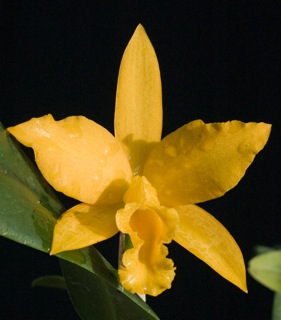 Blc Yellow Buttons 'Vi'
Bright yellow with good stems. Bought from Steve and Rachael Adams at the Maryland Orchid Society Show and Sale.