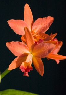 Pot Shinfong Dawn 'Rich Everyday'
Long stem and rich colors complex hybrid. Purchased from Buds and Exotics, Homestead, Florida.