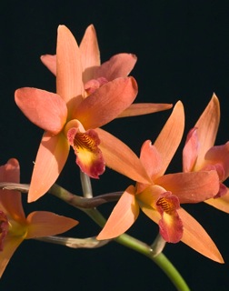 Lc Orange Embers 'Santa Barbara'
Santa Barbara Orchid Estate is owned by Paul Gripp, one of the nicest and most talented orchid people I have ever known. This hybrid includes the Mexican Laelia anceps for vigor, size, and temperature tolerance (high AND low), and Central American Cattleya aurantiaca for rich warm colors. Purchased from Steve and Rachael Adams at the Maryland Orchid Society Show and Sale.