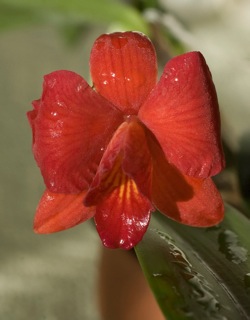 Slc Seagull's Apricot