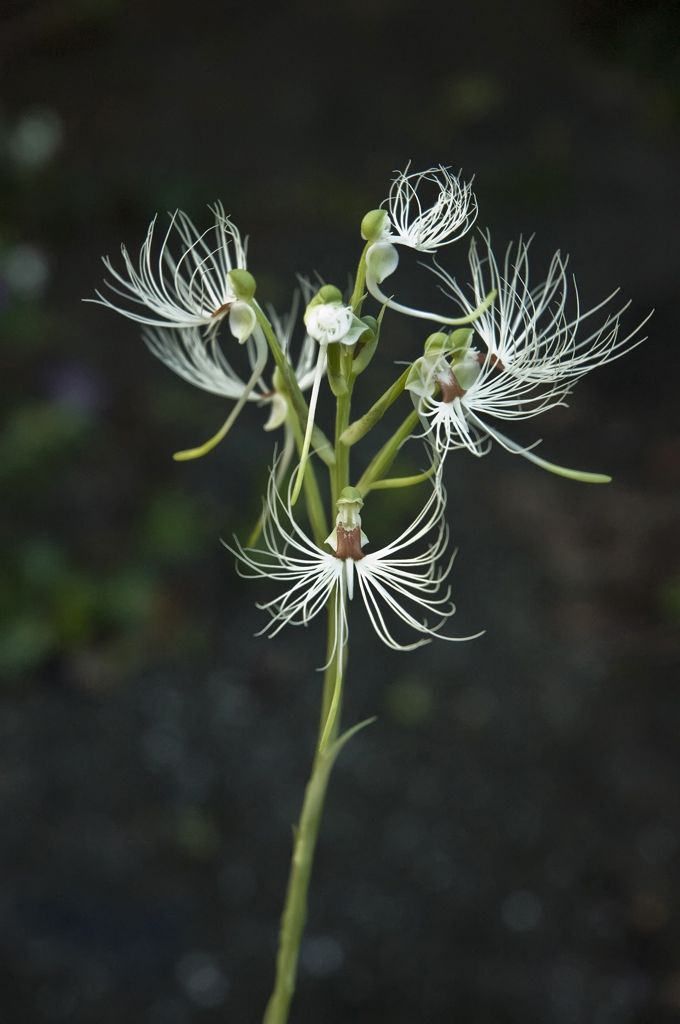 Habenaria medusa