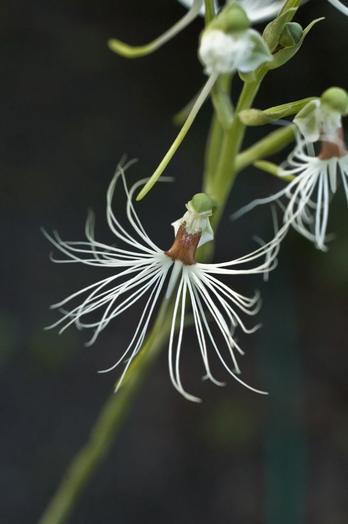 Habenaria medusa