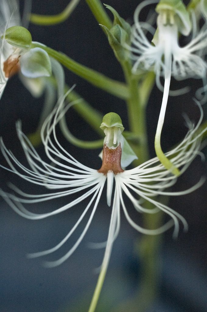 Habenaria medusa