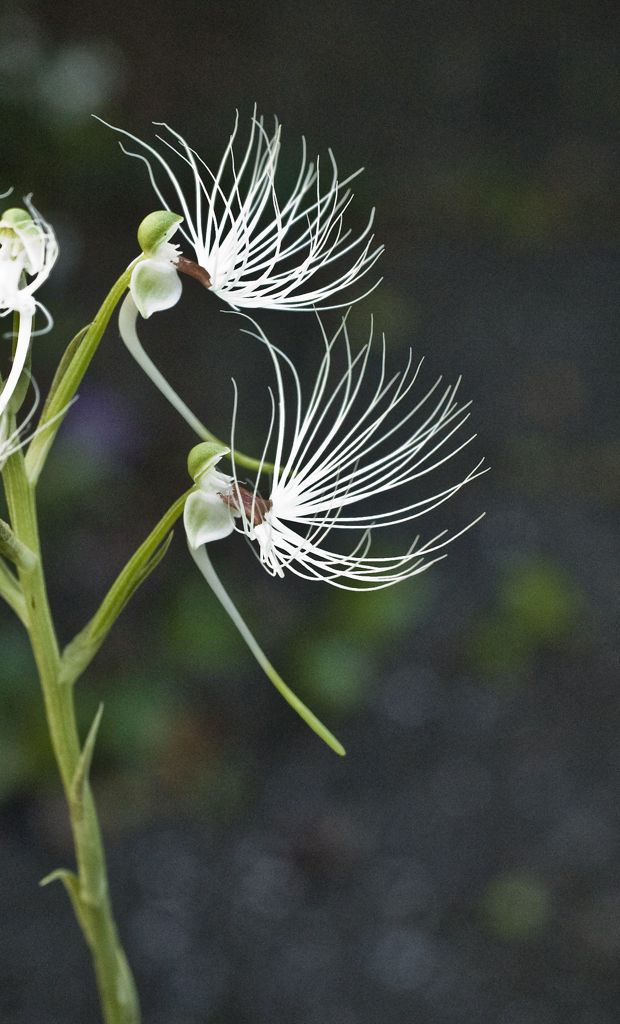 Habenaria medusa