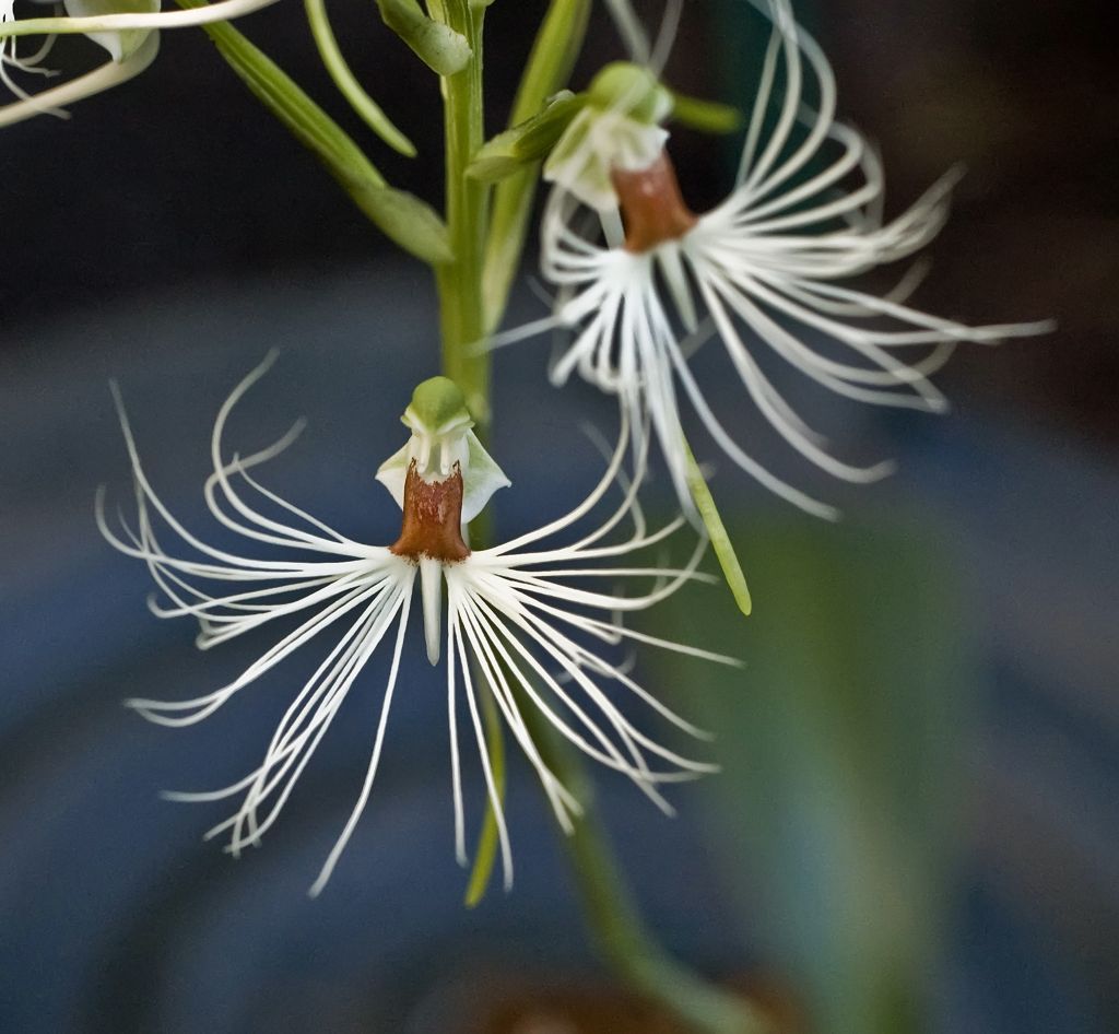 Habenaria medusa