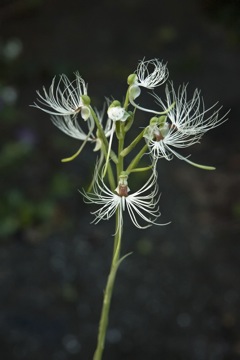 Habenaria medusa