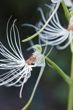 Habenaria medusa