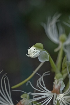 Habenaria medusa