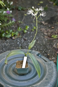 Habenaria medusa