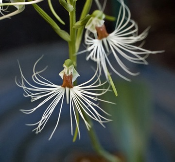 Habenaria medusa